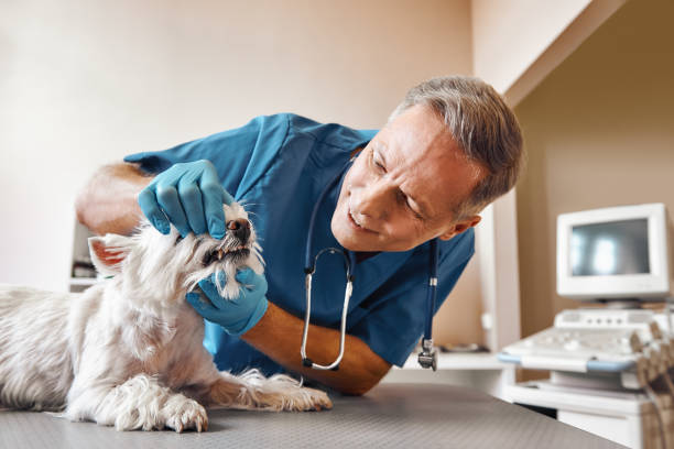 Best Emergency Dentist for Special Needs Patients in Bowling Green, FL
